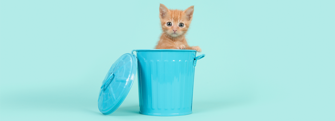 青いゴミ箱の中にいるかわいい猫