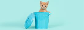 A cute cat in a tiny blue dustbin